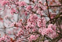 Lois de la bénédiction sur les arbres Birkat HaIlanot