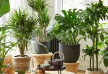 Acheter des plantes décoratives pendant la Chémitah (7ème année) ?