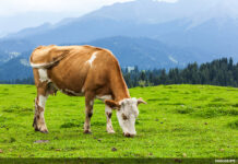 En quoi consiste la Mitsva de faire reposer nos bêtes pendant le Chabbat ?
