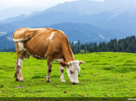 En quoi consiste la Mitsva de faire reposer nos bêtes pendant le Chabbat ?