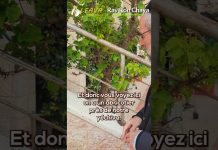 Cette 1ère Mitsva qui inaugure la période de PESSAH, est une Mitsva tellement rare !