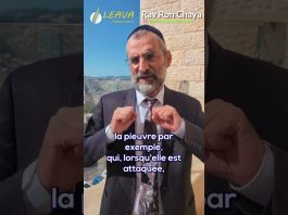 La leçon de la pieuvre !? – Rav Ron Chaya