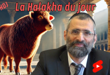 Parasha de la Vache Rousse : quelles lois ?