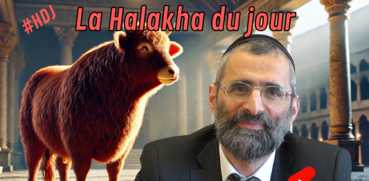 Parasha de la Vache Rousse : quelles lois ?