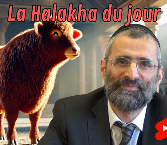 Parasha de la Vache Rousse : quelles lois ?