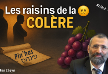 🍇 Les raisins de la COLÈRE 😬 – #LJDLP